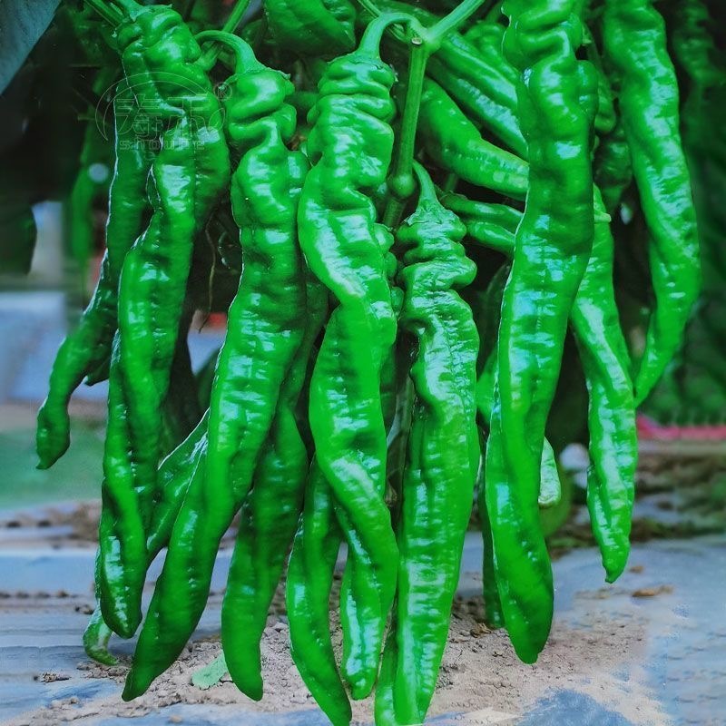 Fresh Organic Screw Pepper Seeds for Planting Screw Pepper Seeds -100 Seed