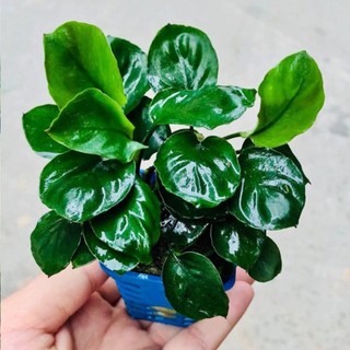 Cây Ráy Lá Tròn | Trầu bà lá tròn