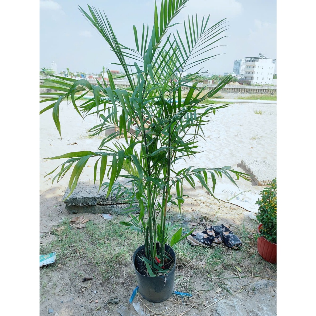 Bụi Cau Hawai Cao 1m3-1m5