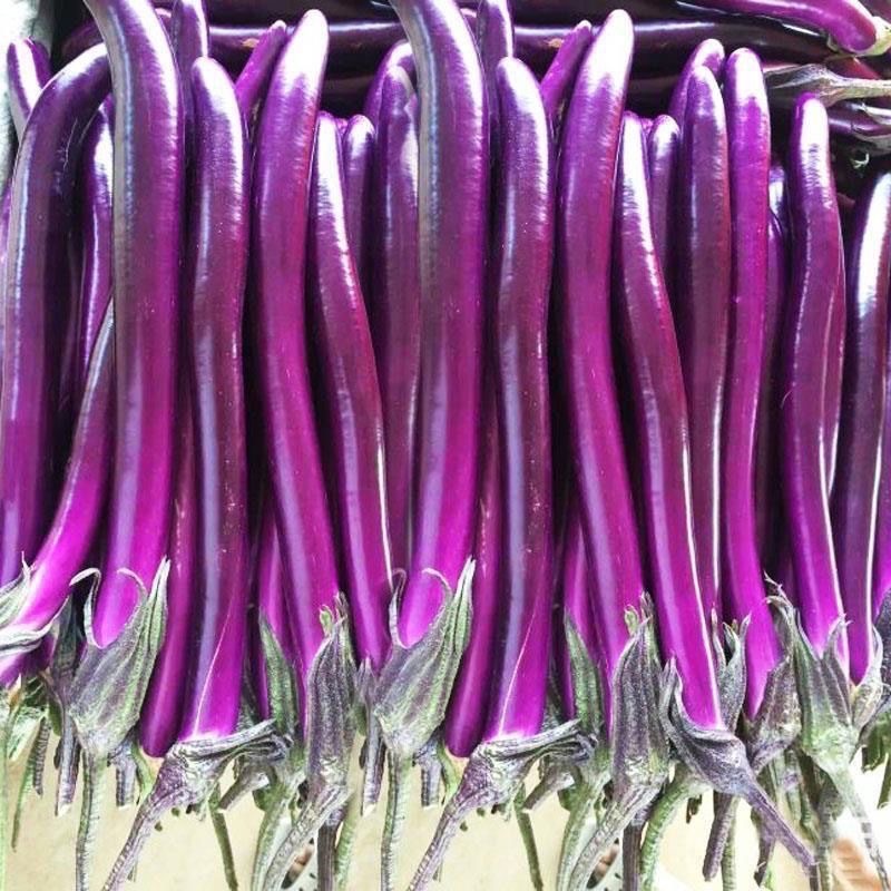 Hạt giống cà tím dài siêu trái  EGGPLANT SEEDS-150 Hạt