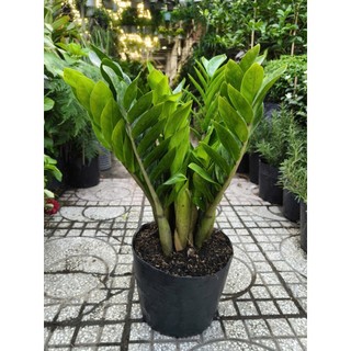 (Hỏa Tốc) Cây Kim Tiền Size 50-60cm Văn Phòng