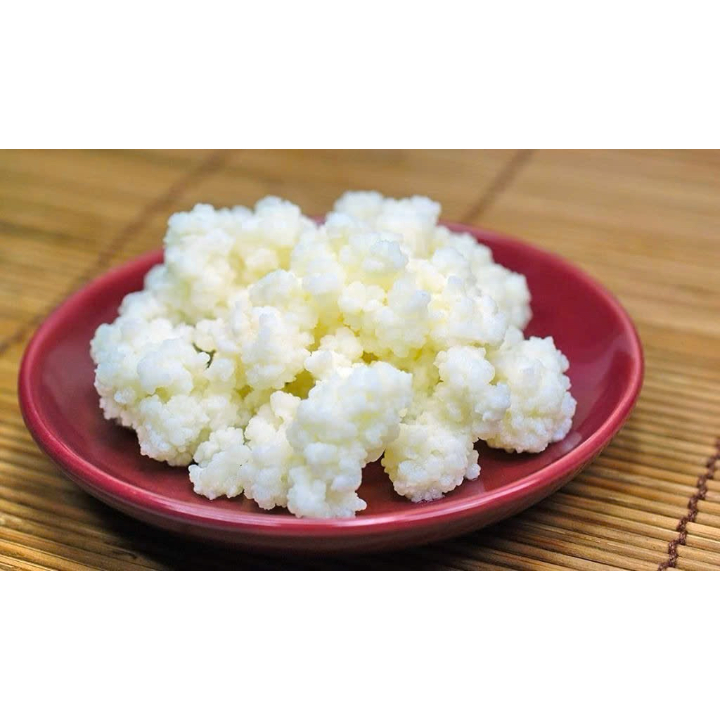 Set Nấm Sữa Chua Kefir Tươi – Hạt Kefir Tự Nhiên Làm Sữa Chua Uống Tại Nhà