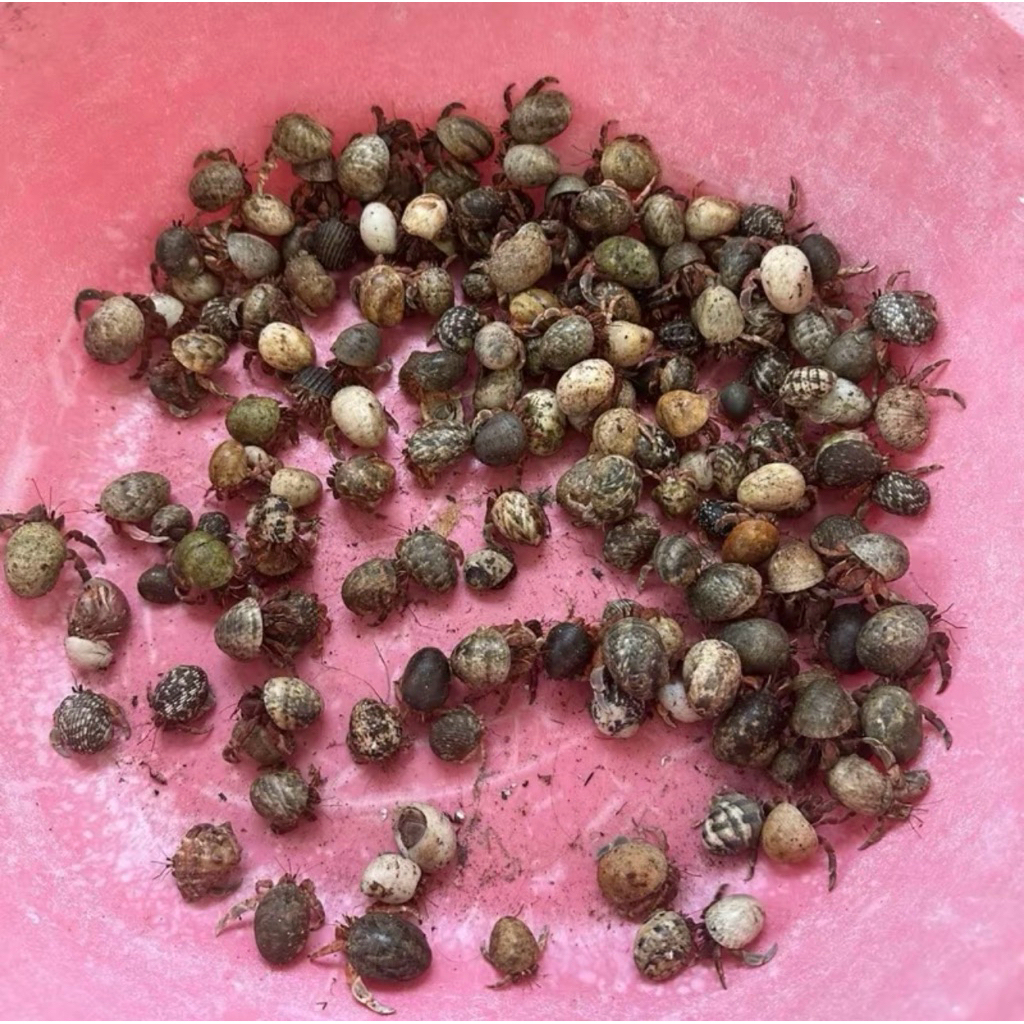 Mô Hình Rugo Abino Đủ màu