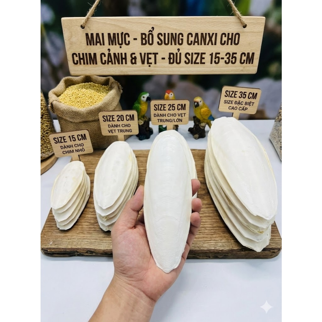 Nang Mực Mai Mực Size 10-35cm - Bổ Sung Canxi Cho Vẹt Lovebird/Yến Phụng/Chim Cảnh