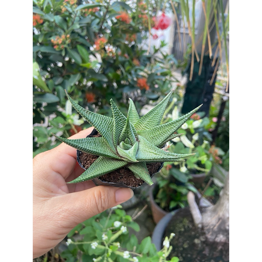Móng rồng xoáy