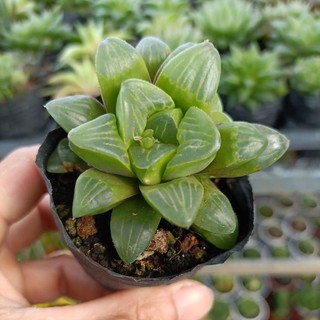 Sen đá Ngọc guốc bằng