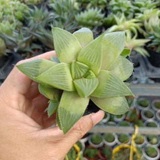 Sen đá Ngọc guốc bằng
