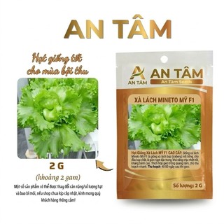 Hạt Giống Xà Lách xoăn xanh,xà lách chịu nhiệt,xà lách xoăn đỏ