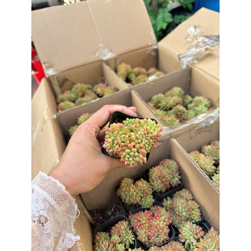 sen đá Cress mini để bàn không chậu chọn cây ib shop