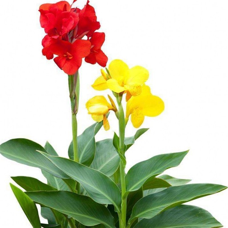 Mixed Canna Lily Flower Plant Seeds Canna seeds -5seeds
