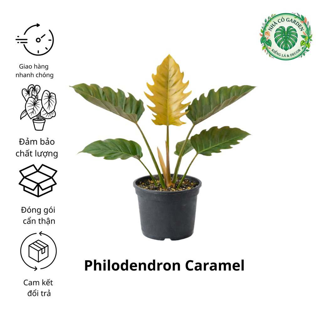 Trầu bà Philodendron Caramel