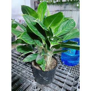 Cây Bạch Mã Hoàng Tử 60-70cm