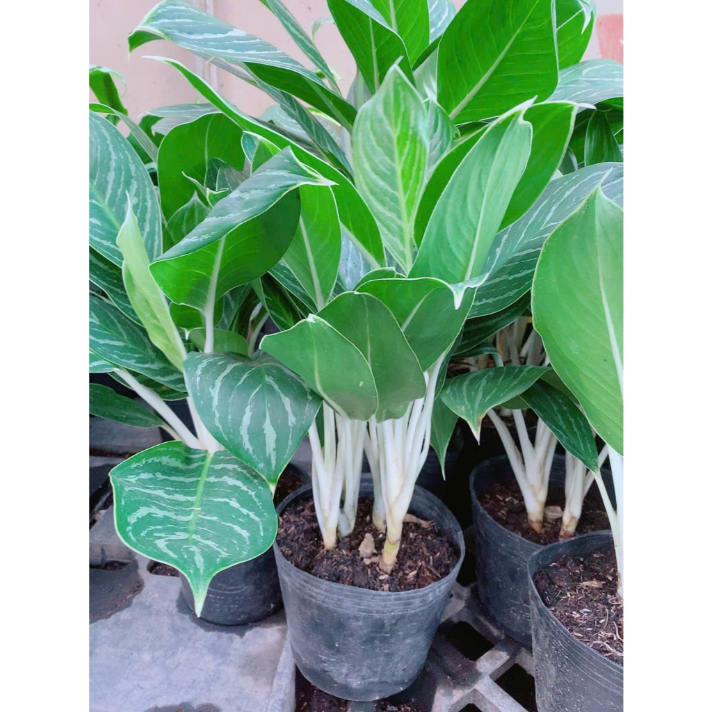 Cây Bạch Mã Hoàng Tử (1 bụi)