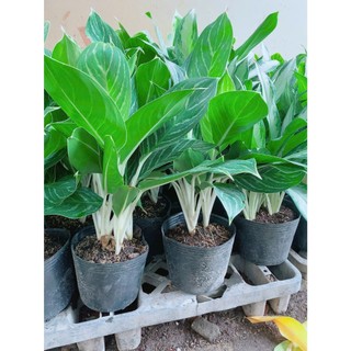 Cây Bạch Mã Hoàng Tử 60-70cm
