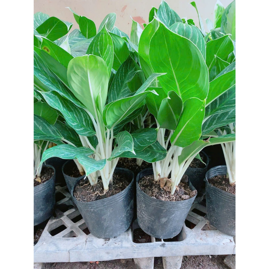 Cây bạch mã hoàng tử 70-80cm (1 bụi)