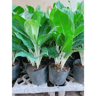Cây Bạch Mã Hoàng Tử (1 bụi)