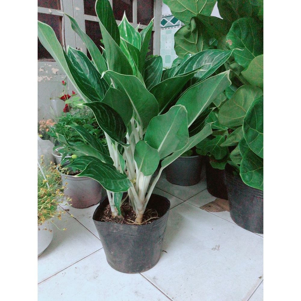 Cây Bạch Mã Hoàng Tử 60-70cm