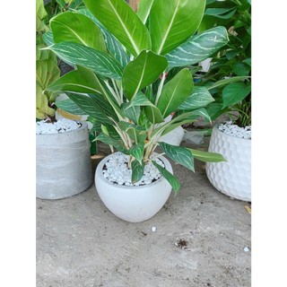 Chậu Cây Bạch Mã Hoàng Tử 70cm