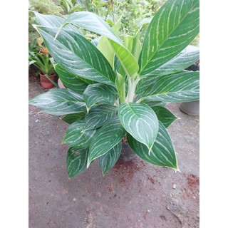 Cây bạch mã hoàng tử 70-80cm (1 bụi)