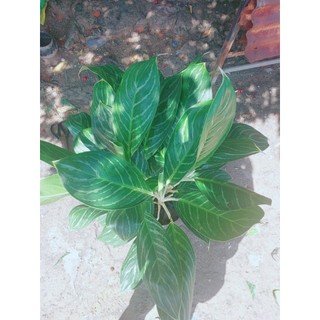 Cây bạch mã hoàng tử 70-80cm (1 bụi)