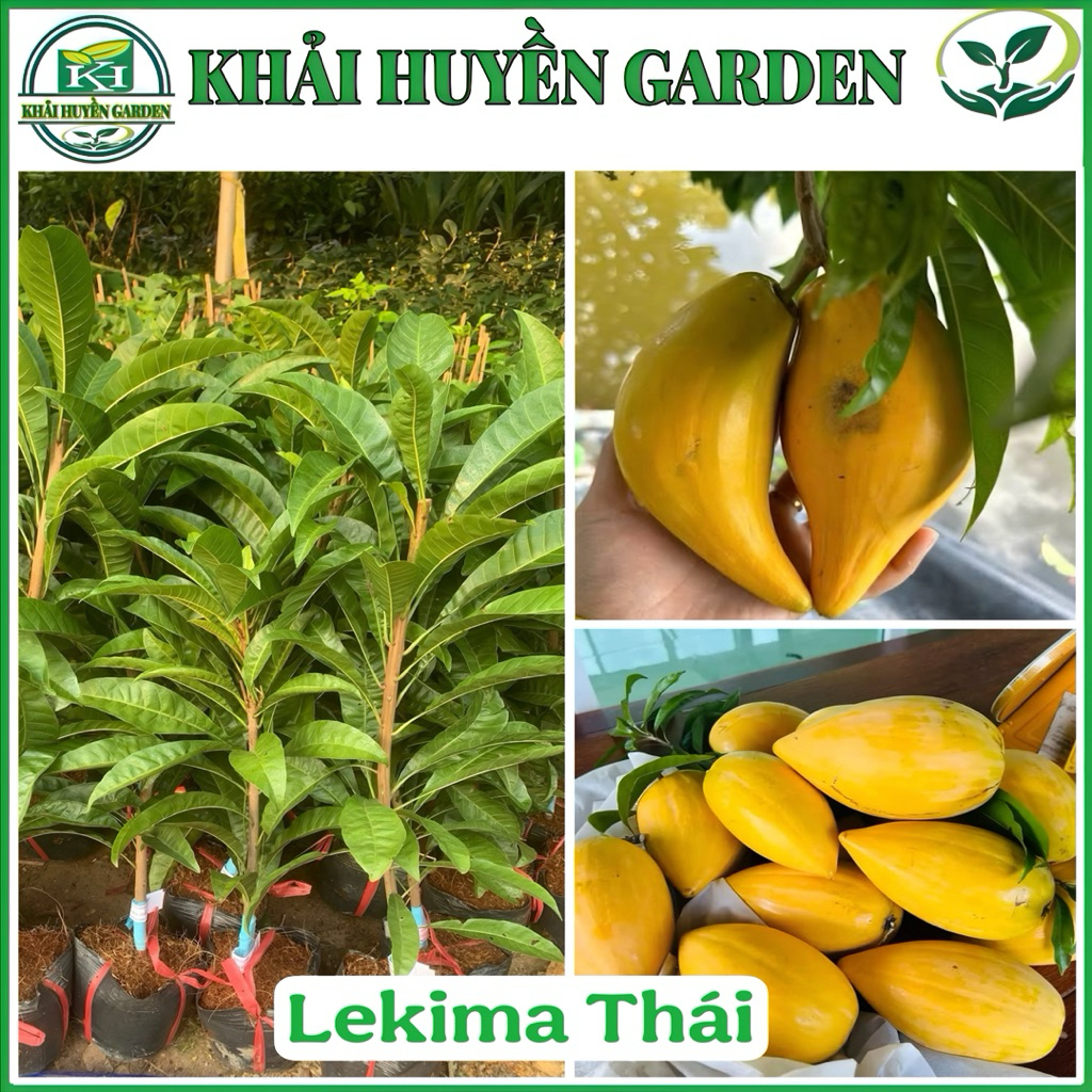 Cây Giống Lekima Thái ( Trứng Gà ) Ghép - Tặng Phân Bón Kích Rễ