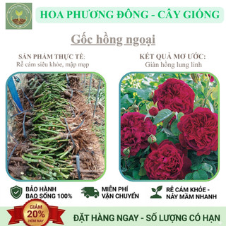 COMBO 5 gốc hoa hồng ngoại bông hoa nở to 4 mùa, trồng hàng rào [HPĐ]