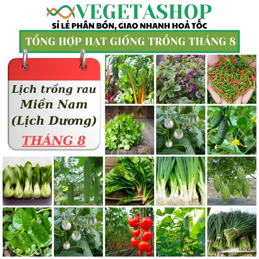 TỔNG HỢP HẠT GIỐNG RAU CỦ QUẢ TRỒNG THEO MÙA THÁNG 8, MIỀN NAM - HẠT GIỐNG TỐT, NĂNG SUẤT CAO-HẠT GI