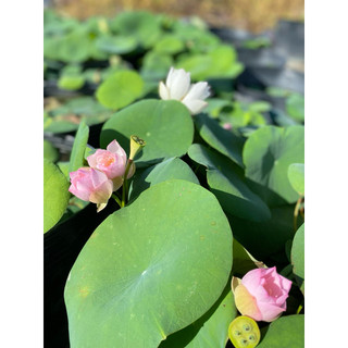 Củ Sen Giống Mini Ngẩu Nhiên - Siêu Hoa Dễ Trồng