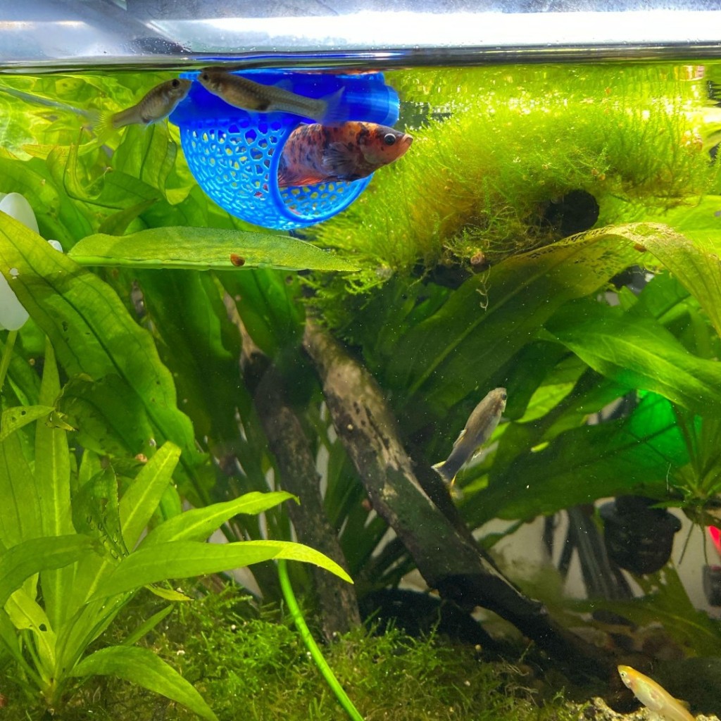 Lồng Trú Ẩn Cho Cá Betta, Cá Molly, Cá 7 màu