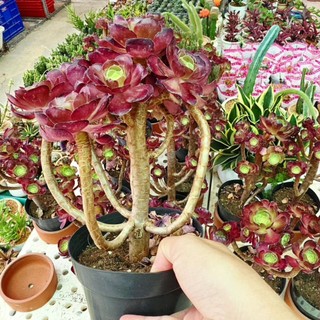 aeo thụ cao
