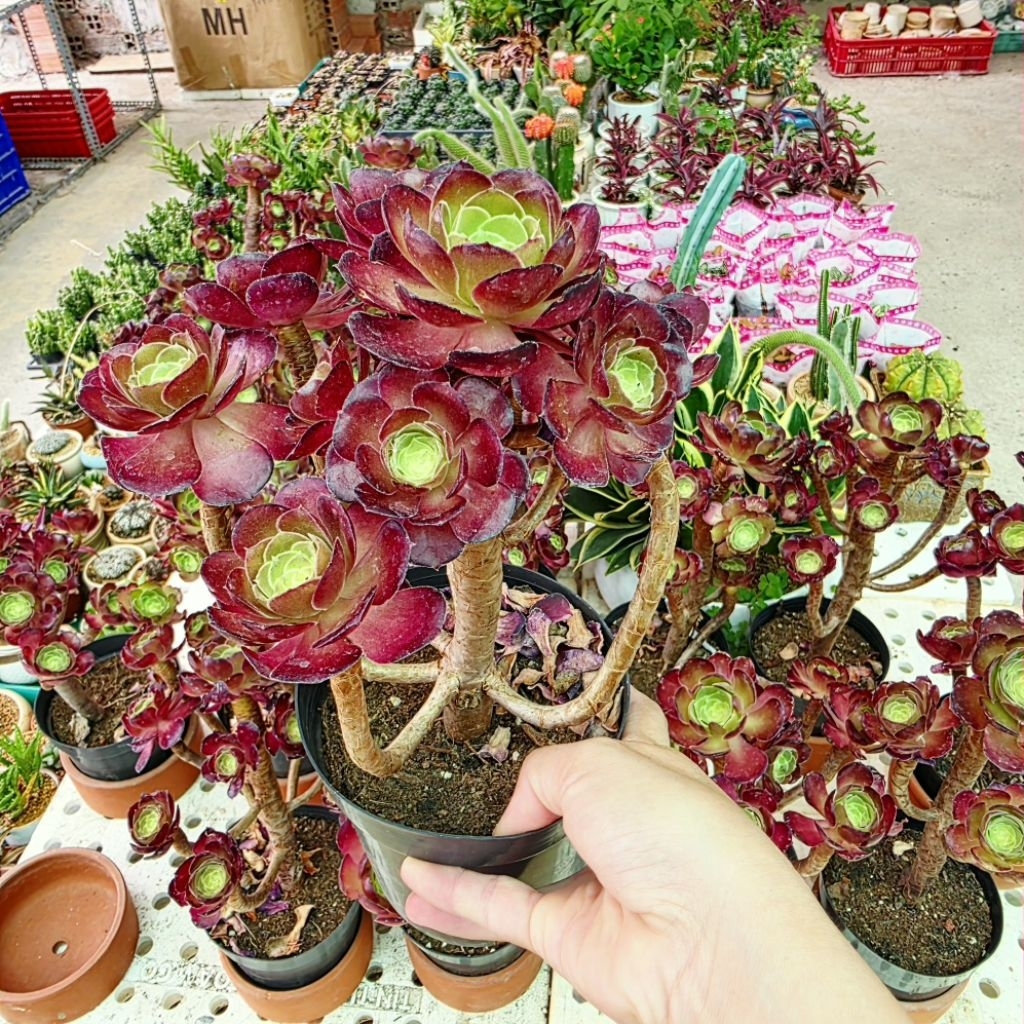 aeo thụ cao