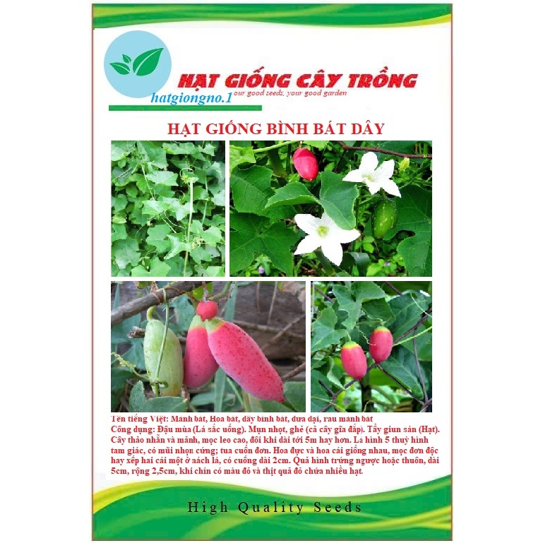 Hạt giống bình bát thân dây (còn gọi là dây bát, mảnh bát) hạt dễ trồng, phát triển mạnh ( Gói 20 Ha