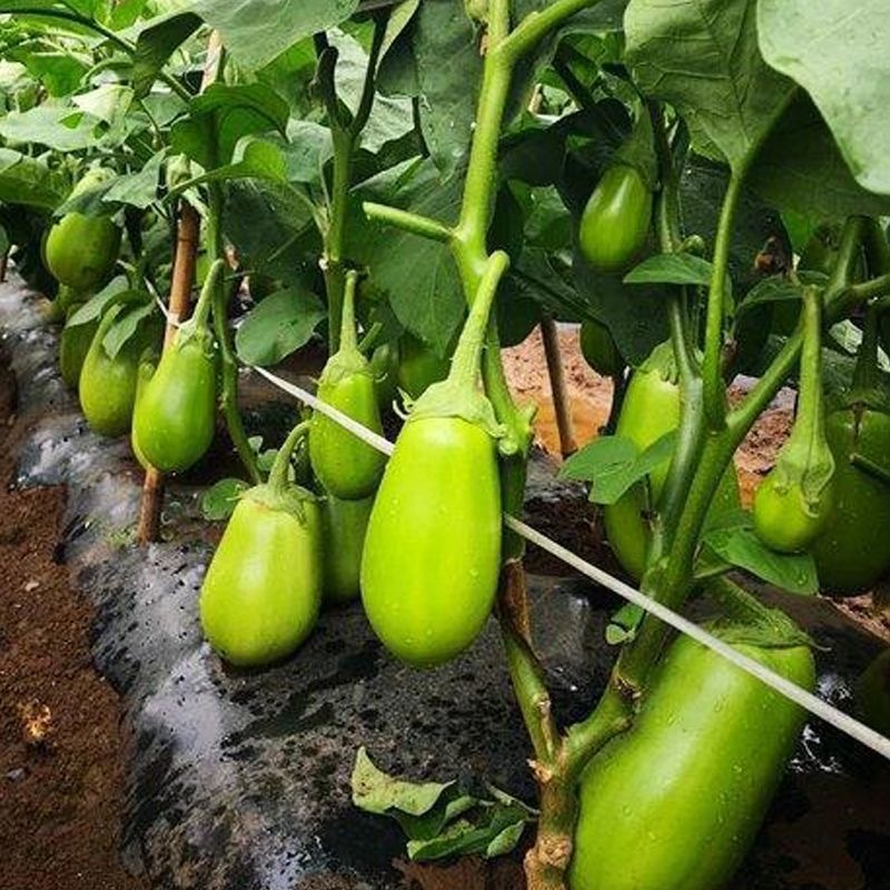 Hạt Giống Cà Bát Xanh  -Dwarf Eggplant Seeds-200viên