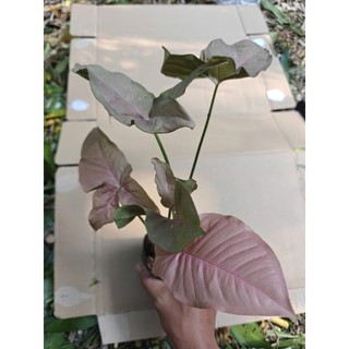 Cây trầu bà tróc bạc (cây giống cao 20-30cm)