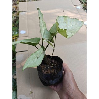 Cây trầu bà tróc bạc (cây giống cao 20-30cm)