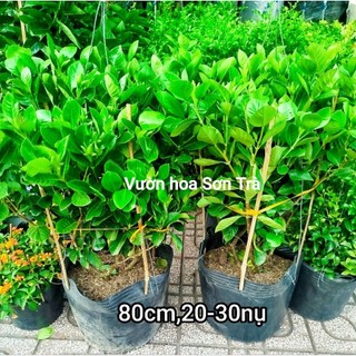 (VHST giao trong ngày) CÂY HOA DÀNH DÀNH (BẠCH THIÊN HƯƠNG) hoa kép, rất thơm.