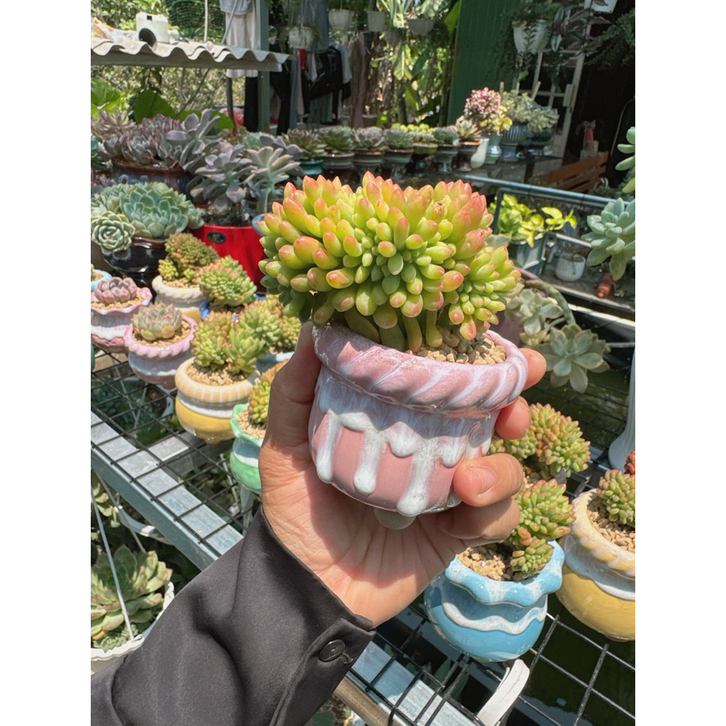 Sen đá táo cress kèm chậu y hình