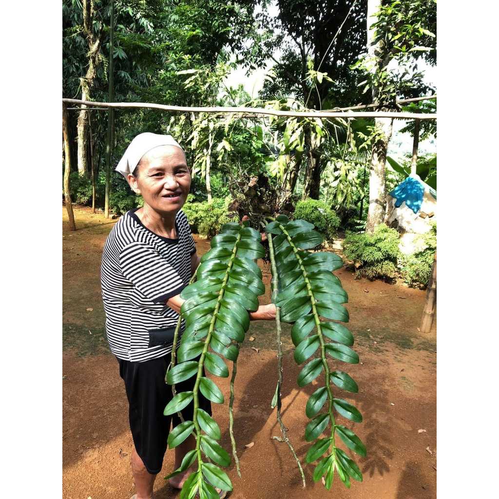 Phi điệp hoà bình Thân thủ cây giống