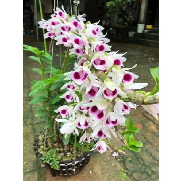 Phi điệp cánh ám Phú Thọ