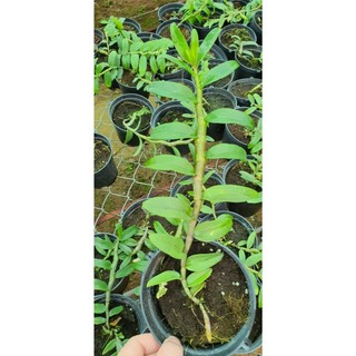 Phi điệp cánh ám Phú Thọ