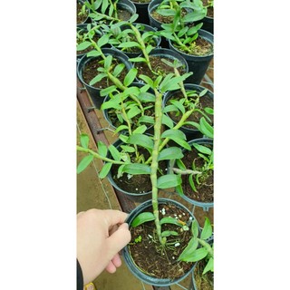 Phi điệp cánh ám Phú Thọ