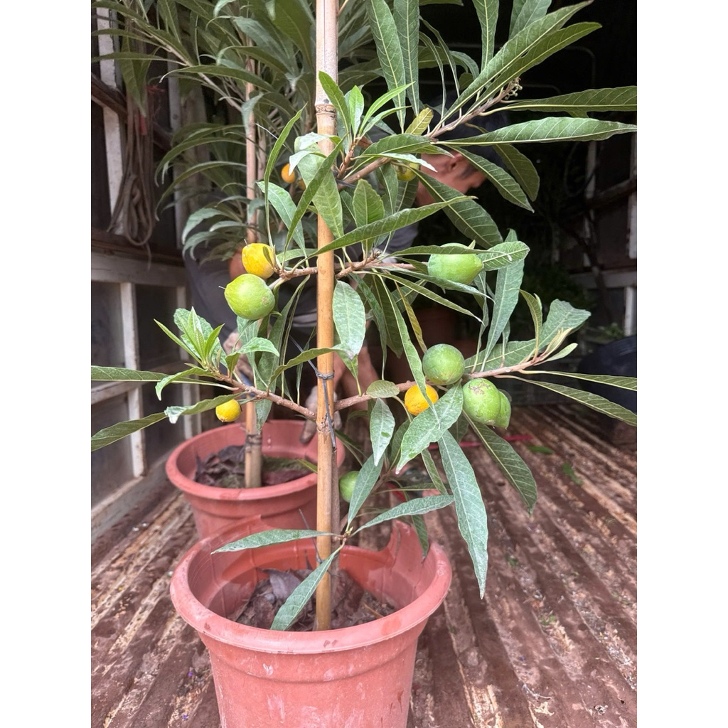 Cây Trứng Gà Đang Quả , Cây Lekima