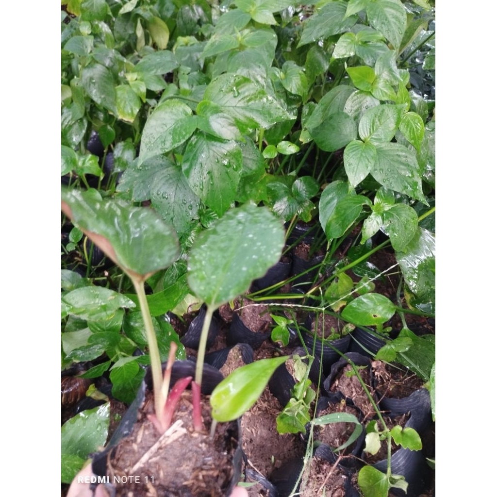 Bầu cây giống gừng đen