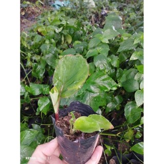 Bầu cây giống gừng đen