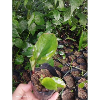 Bầu cây giống gừng đen
