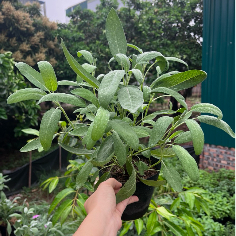 Xô thơm SAGE trắng, xanh (WHITE SAGE, BLUE SAGE) - Gia vị Âu