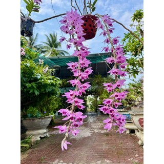 Hoa Lan Dã  hạc daklay  2 năm tuổi