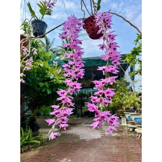 Hoa Lan Dã  hạc daklay  2 năm tuổi
