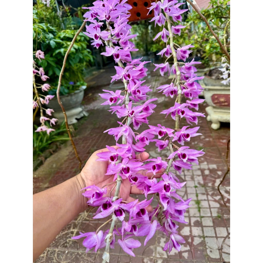 Hoa Lan Dã  hạc daklay  2 năm tuổi