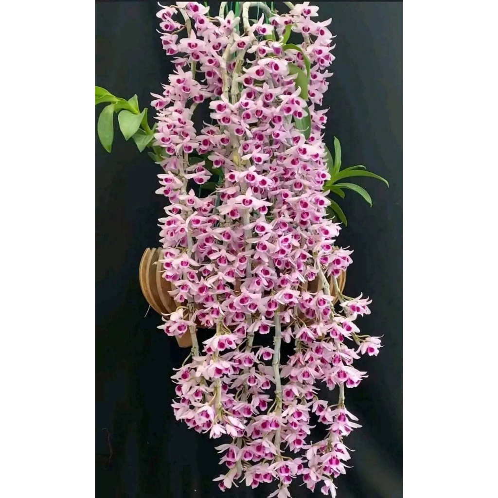 PHI ĐIỆP LỘC BẮC